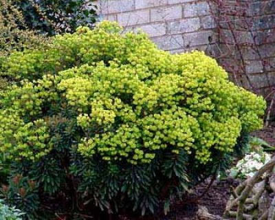 euphorbia amygdaloides red wing